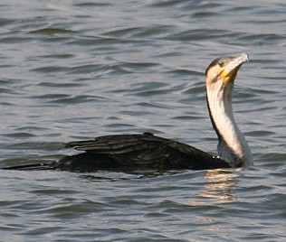 Grosser Kormoran, Phalacrocorax carbo lucidus
